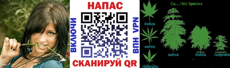 Бошки марихуана OG Kush  Бердск 